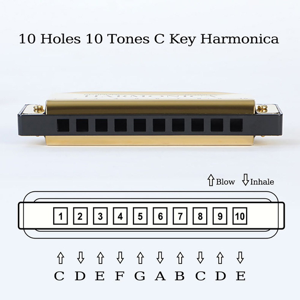 Armónica de 10 agujeros C, arp - Harmonica 10 Hole reseña y precio
